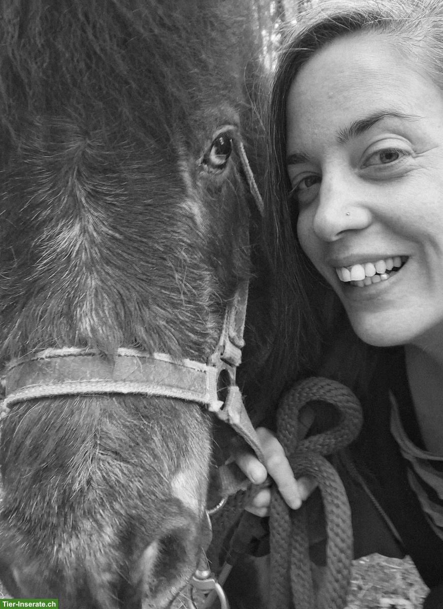 Tiershiatsu-Therapeutin sucht 2 Zimmer-Wohnung im Aargau