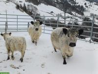 Galloway Kühe und Kuhkalb zu verkaufen