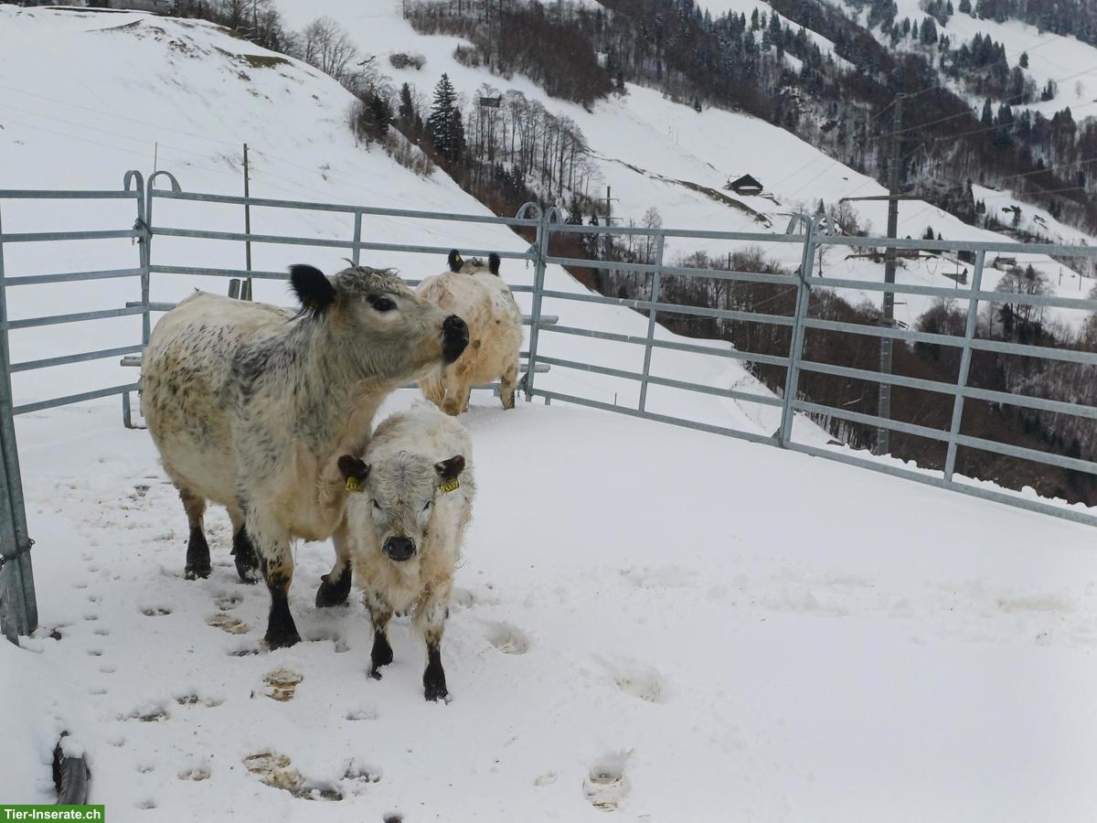 Bild 2: Galloway Kühe und Kuhkalb zu verkaufen