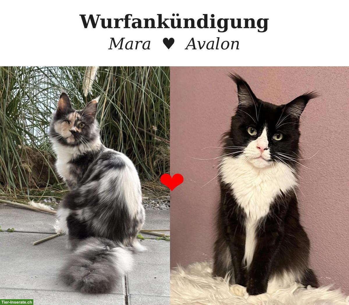 Maine Coon Kitten Wurfankündigung