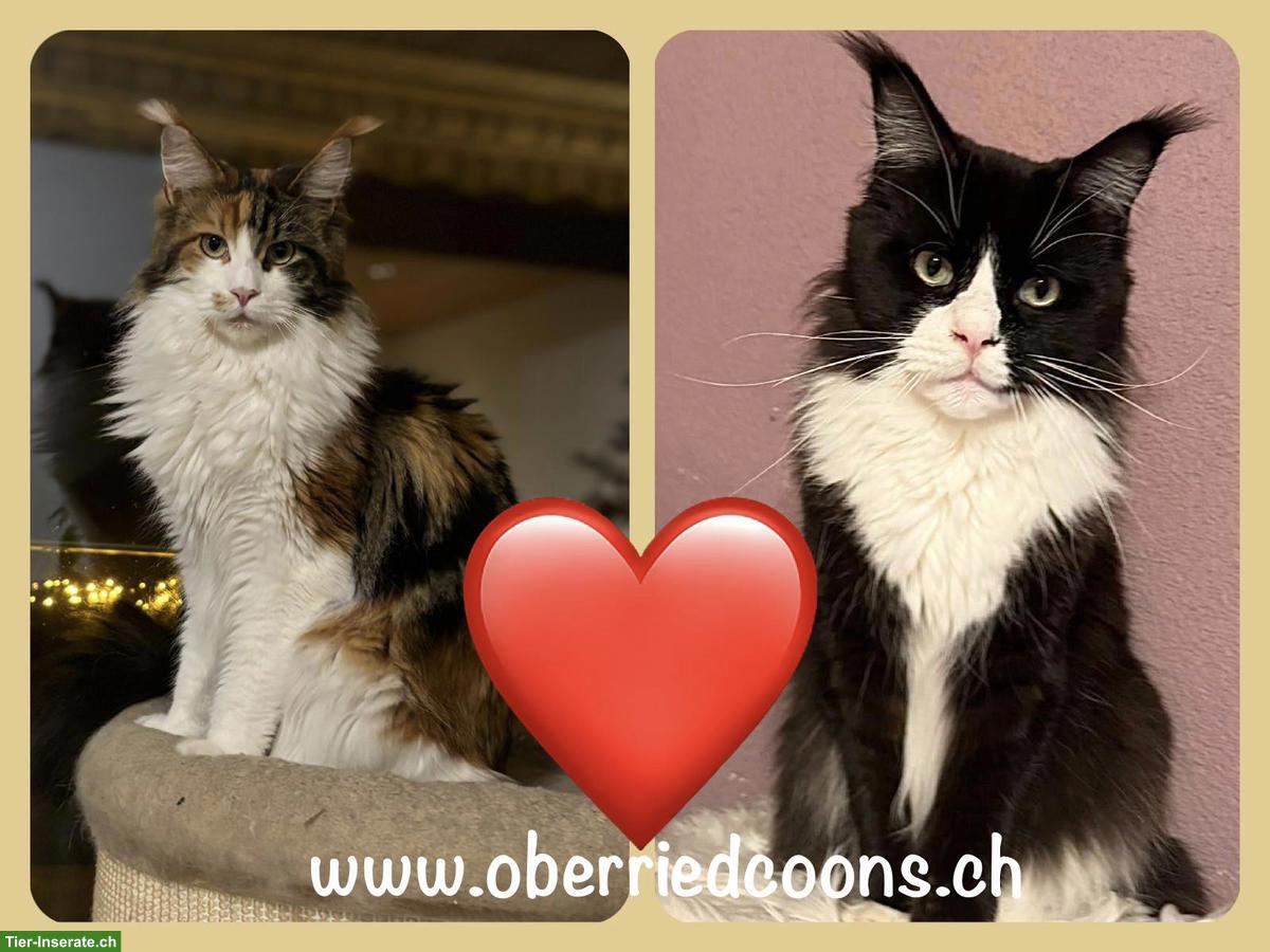 Bild 2: Maine Coon Kitten Wurfankündigung