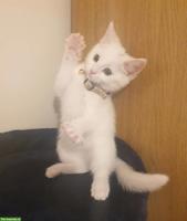 Entzückende Türkisch Angora Katze zu vermitteln