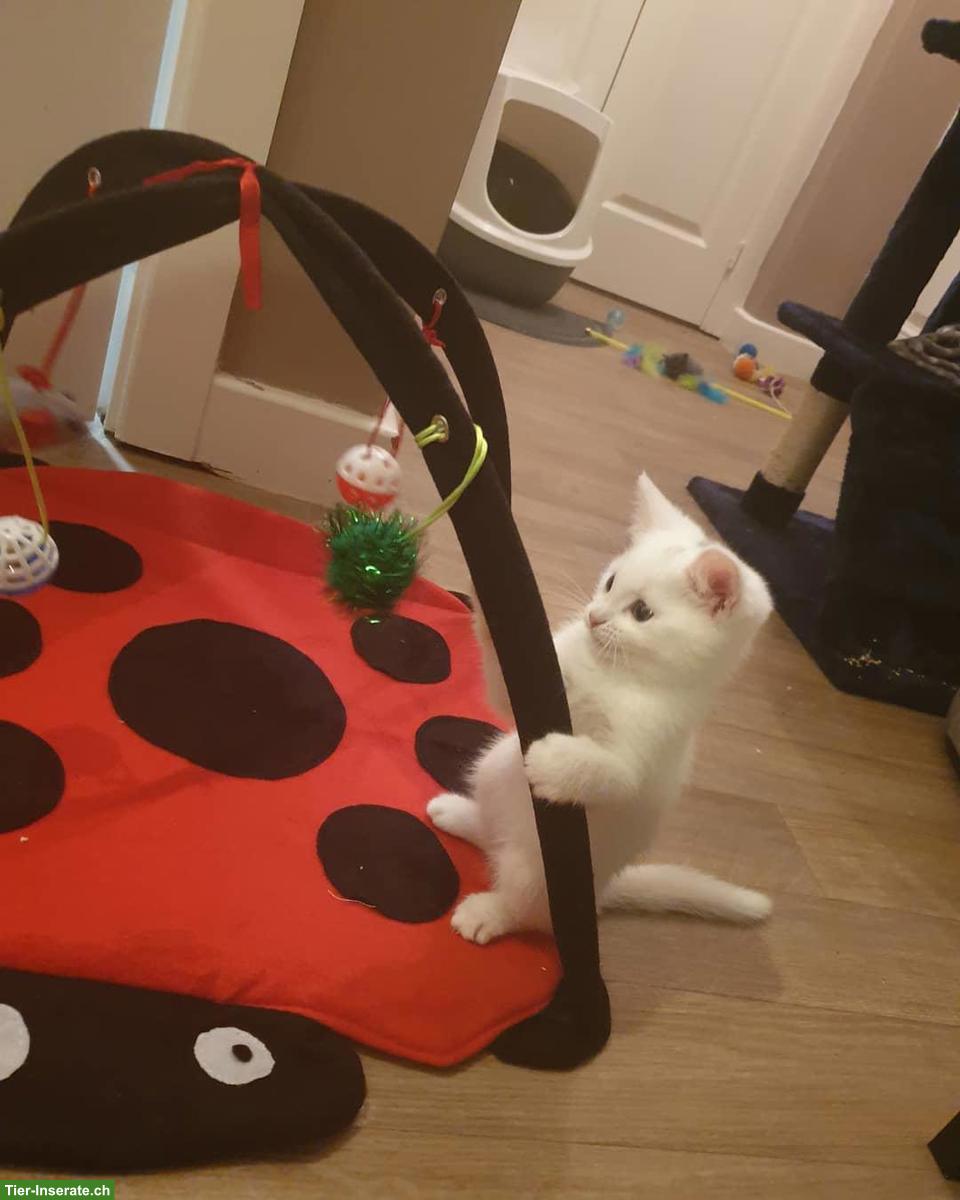 Bild 3: Entzückende Türkisch Angora Katze zu vermitteln