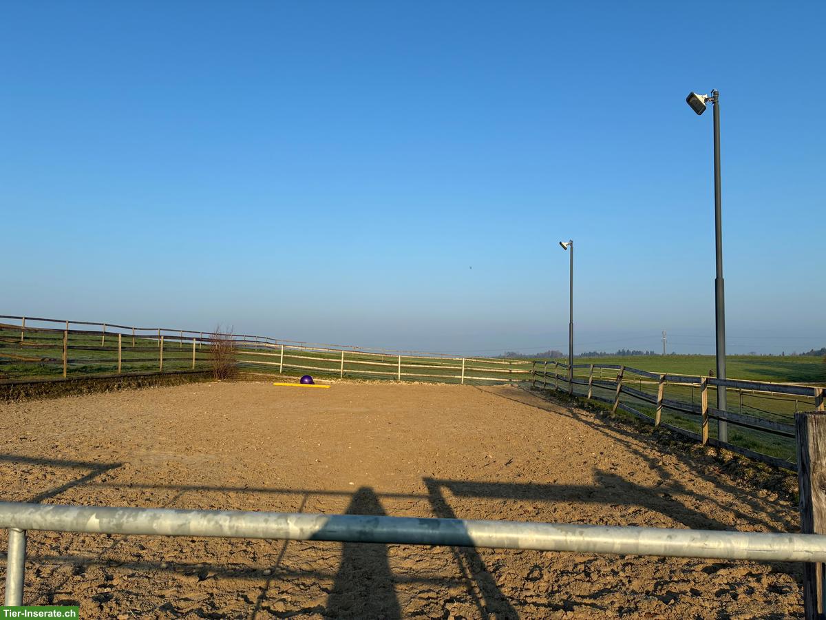 2 schöne Auslaufboxen für 1-2 Selbstversorger in Kosthofen BE