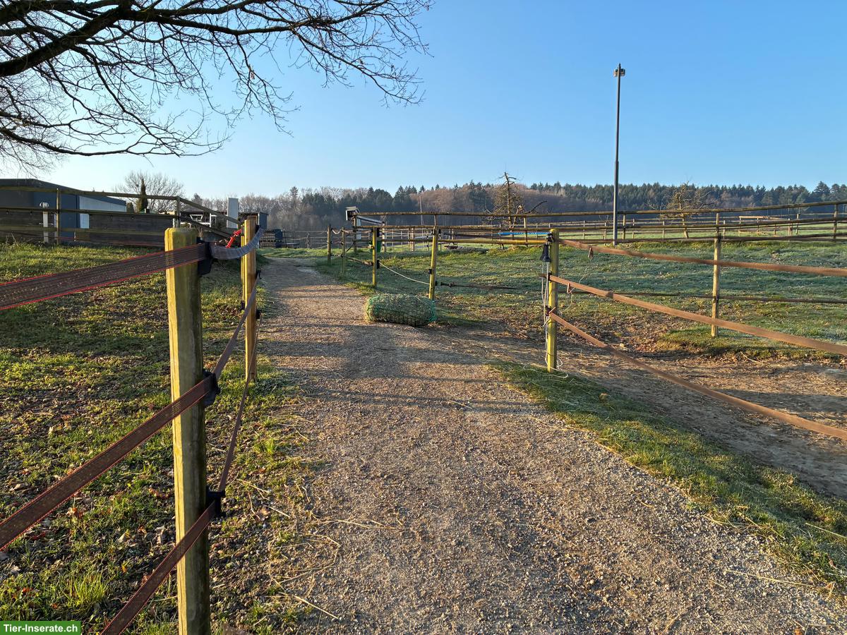 Bild 4: 2 schöne Auslaufboxen für 1-2 Selbstversorger in Kosthofen BE