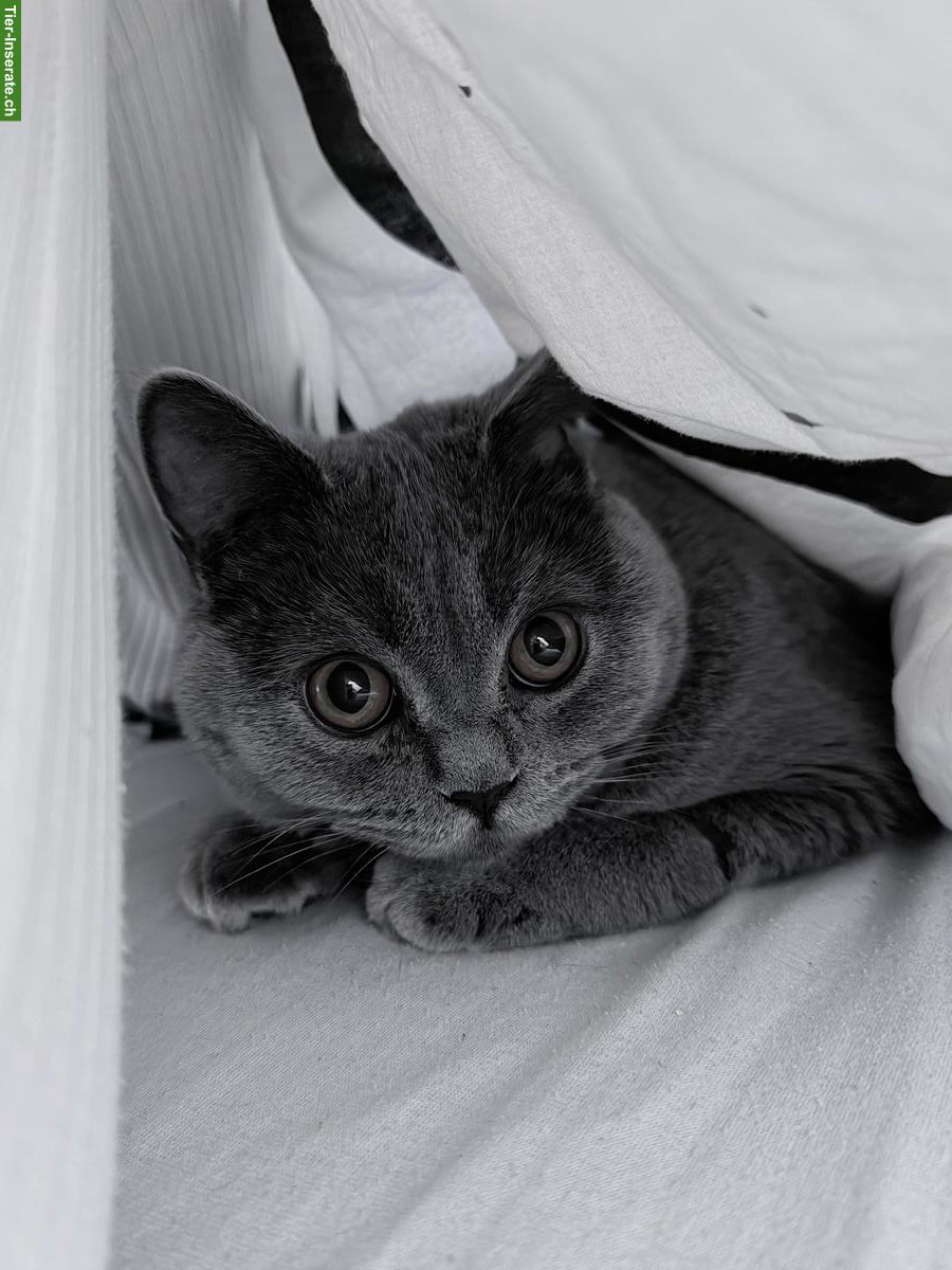 BKH Kater, 8 Monate alt abzugeben