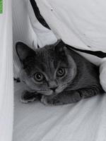 BKH Kater, 8 Monate alt abzugeben