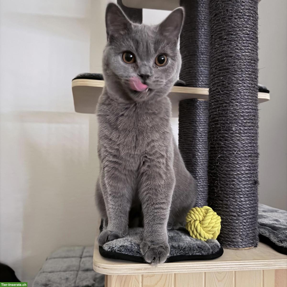 Bild 2: BKH Kater, 8 Monate alt abzugeben