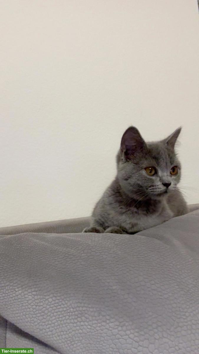 Bild 3: BKH Kater, 8 Monate alt abzugeben