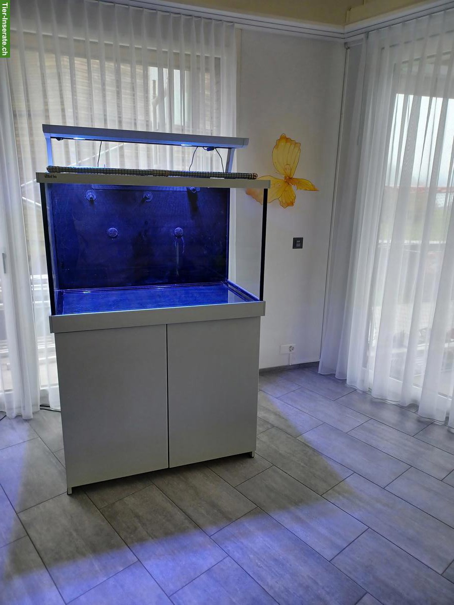 Meerwasseraquarium Red Sea S 400 zu verkaufen