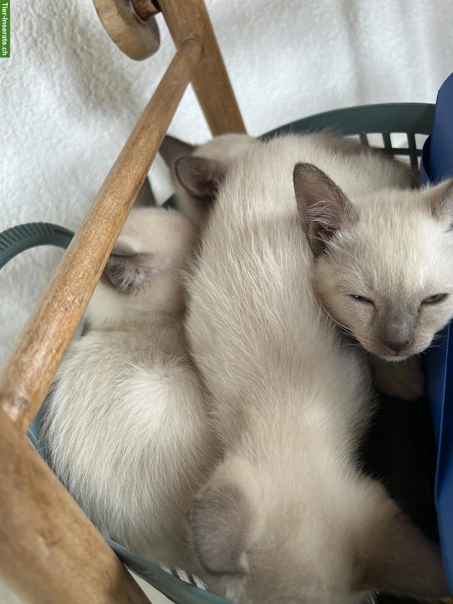 Bild 2: Tonkanesen Kitten zu verkaufen