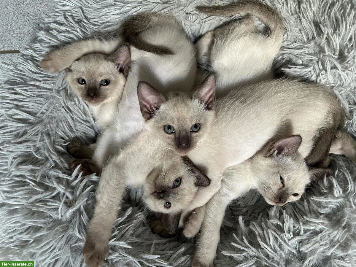 Bild 3: Tonkanesen Kitten zu verkaufen