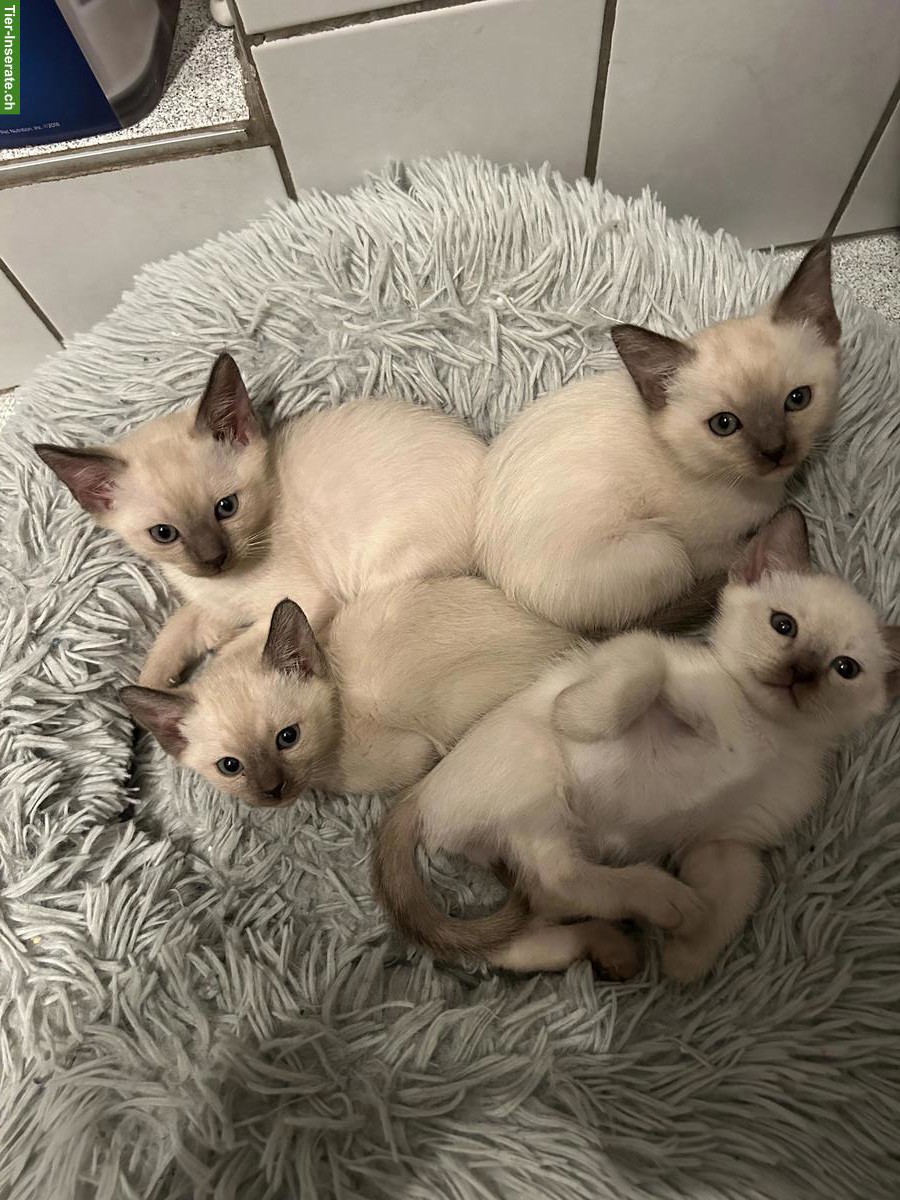 Bild 4: Tonkanesen Kitten zu verkaufen