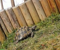 3 maurische Schildkröten + 1 Breitrand Schildkröte