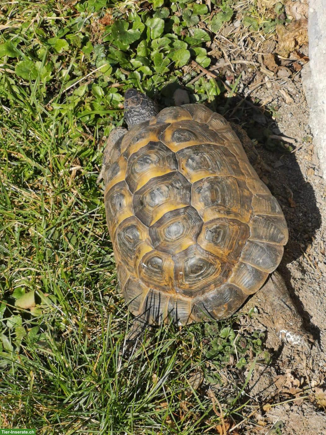 Bild 2: 3 maurische Schildkröten