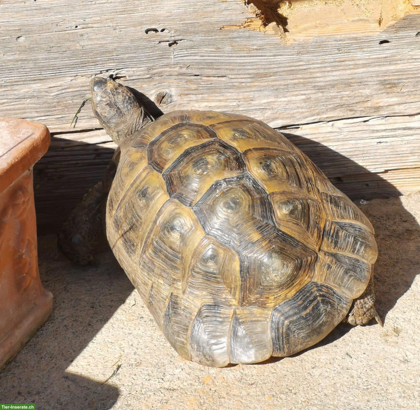 Bild 3: 3 maurische Schildkröten