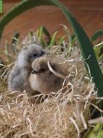 Zwergseidenhuhn Küken zu verkaufen
