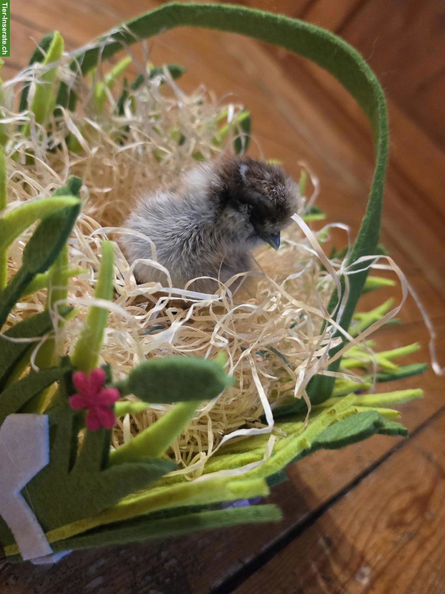 Bild 2: Zwergseidenhuhn Küken zu verkaufen
