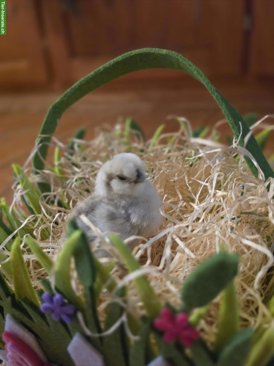 Bild 3: Zwergseidenhuhn Küken zu verkaufen