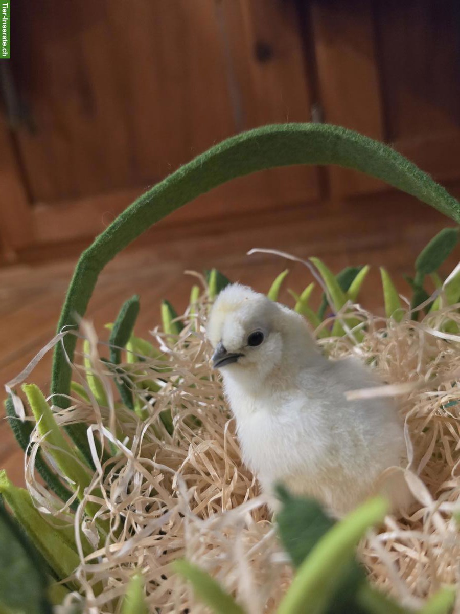 Bild 4: Zwergseidenhuhn Küken zu verkaufen