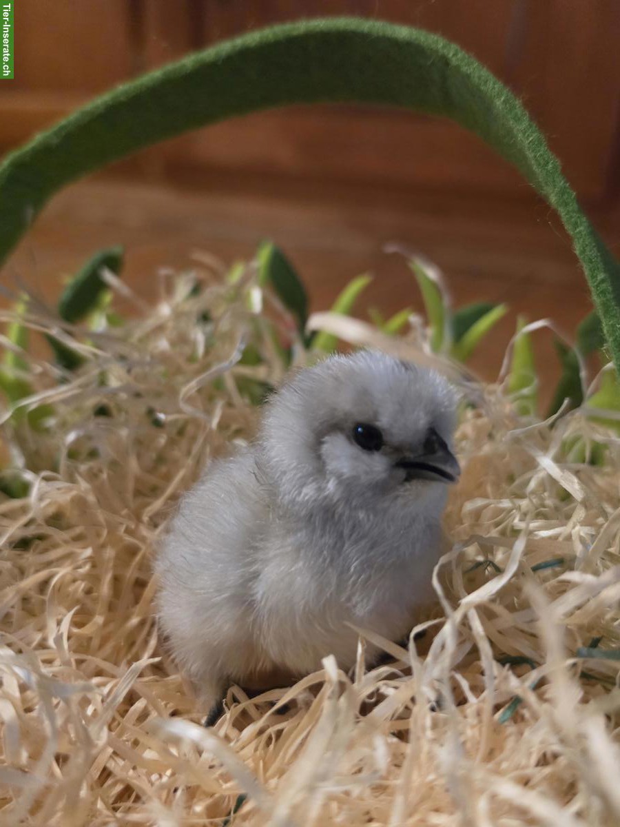 Bild 5: Zwergseidenhuhn Küken zu verkaufen