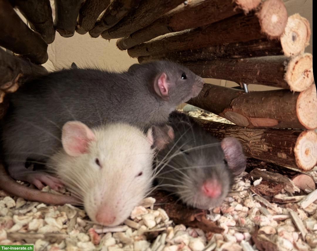 5 Ratten-Böcke abzugeben, mit oder ohne Käfig