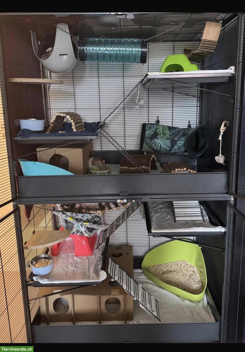 Bild 2: 5 Ratten-Böcke abzugeben, mit oder ohne Käfig