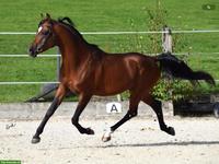 Deckanzeige Dance Mephisto - Vollblutaraber Hengst