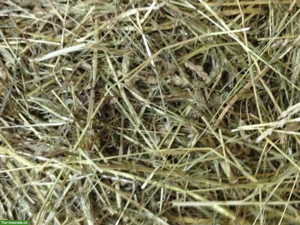 Bild 2: Pferdeheu in Rundballen zu verkaufen