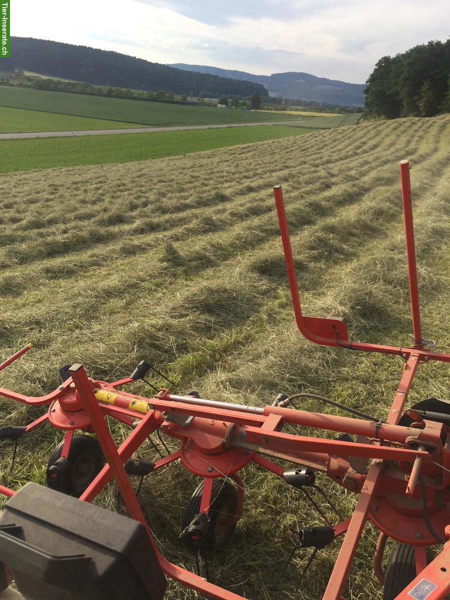 Bild 4: Pferdeheu in Rundballen zu verkaufen