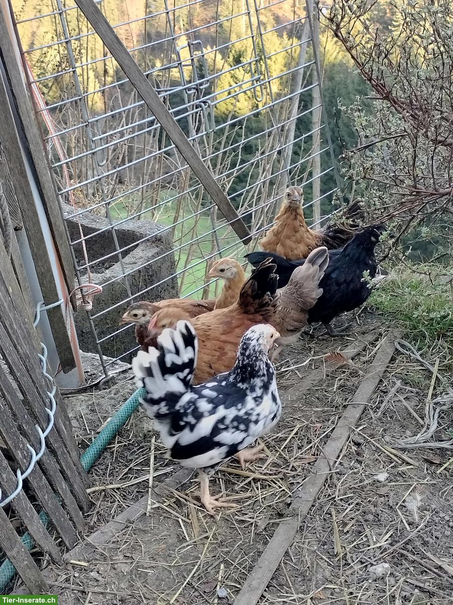 Junge Zwerghühner abzugeben