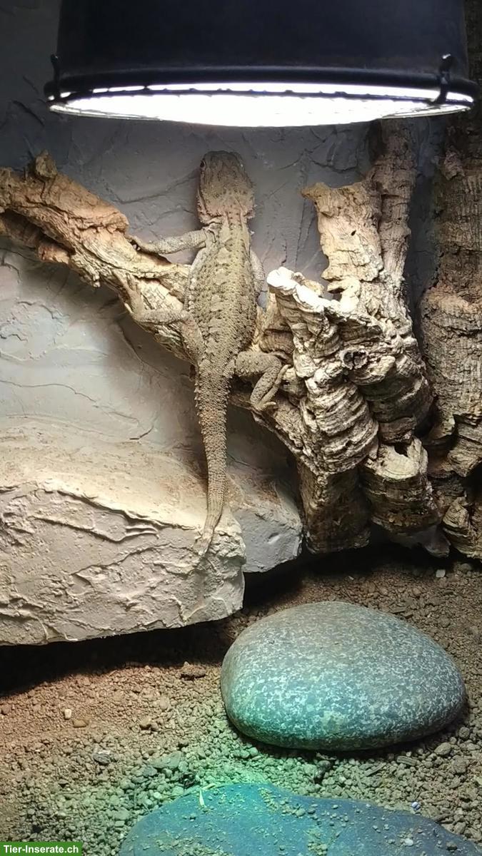 Zwergbartagame Dimitri sucht ein neues Zuhause