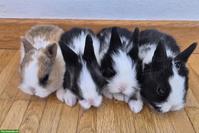 Sehr zahme, junge Löwenkopf Zwerghasen