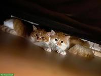 2 Perser-Mix Katzen suchen gemeinsames Zuhause