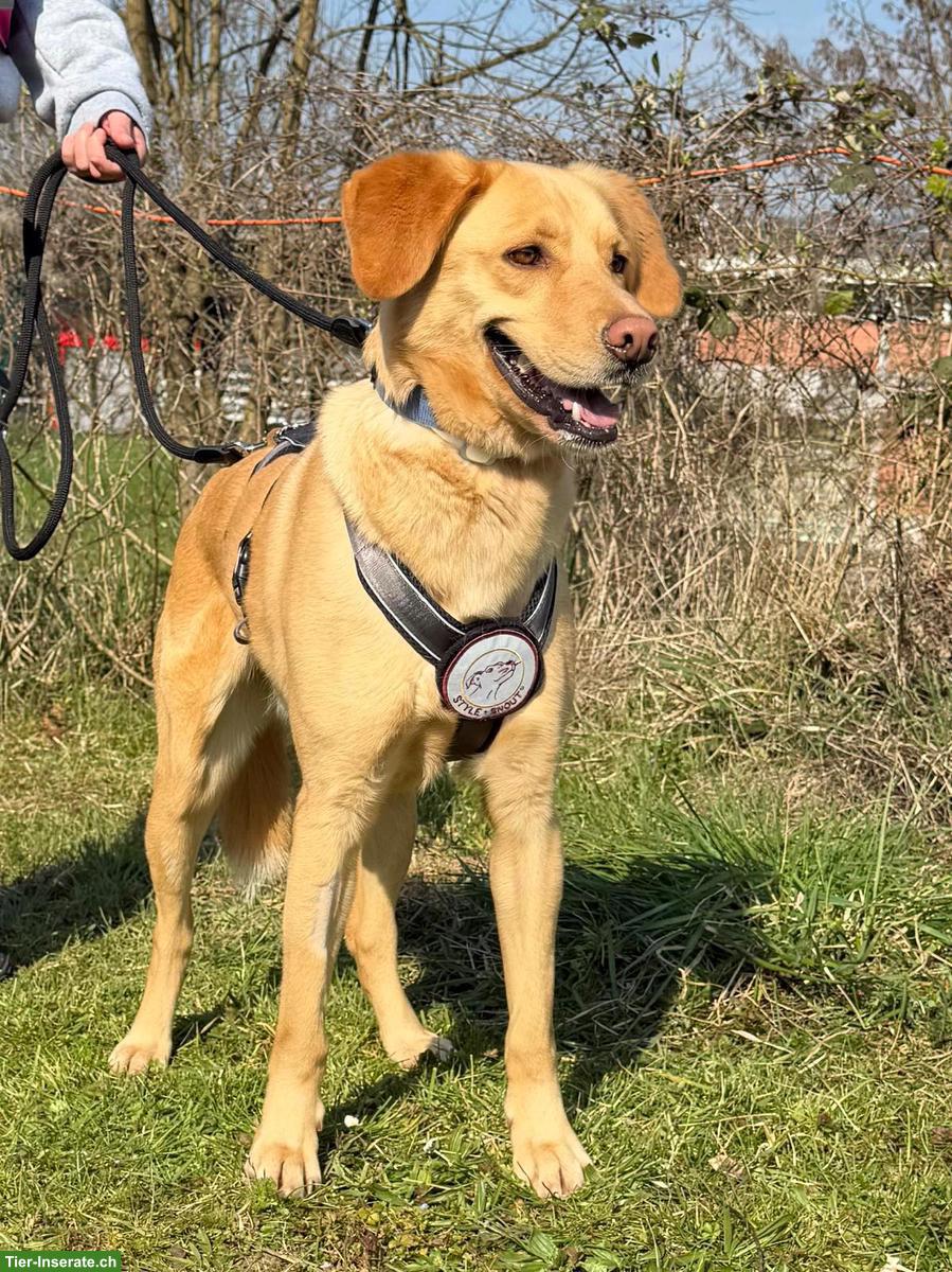 Mischlingsrüde, Charmeur mit Entdeckergeist sucht Für-immer-Zuhause