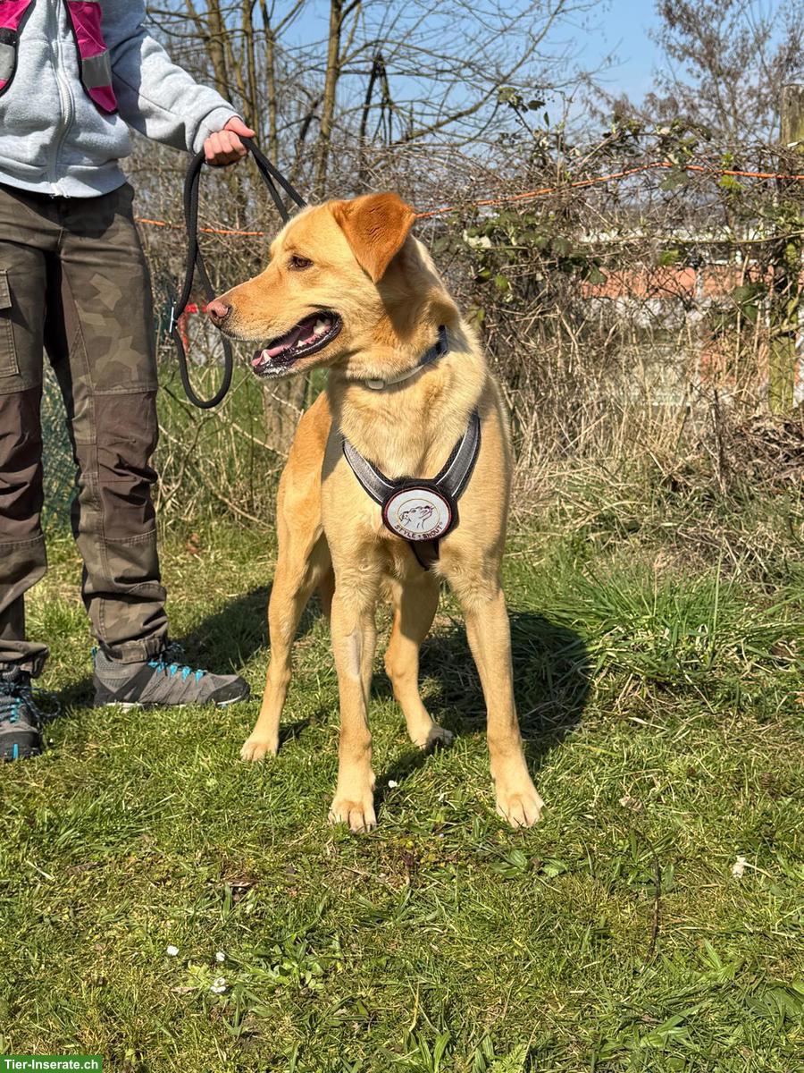 Bild 3: Mischlingsrüde, Charmeur mit Entdeckergeist sucht Für-immer-Zuhause