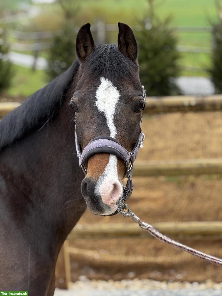 Welsh Stute, herziges Kinderpony, 9-jährig