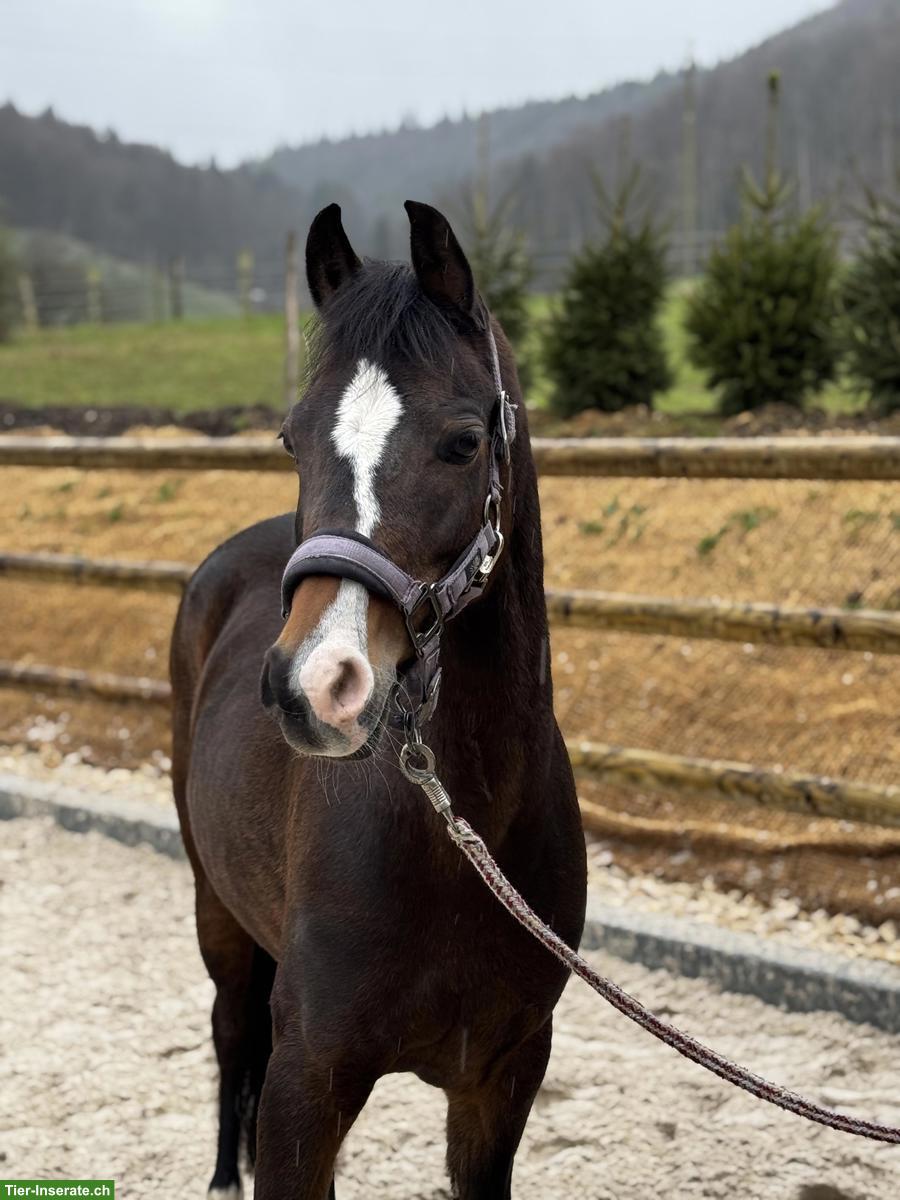 Bild 2: Welsh Stute, herziges Kinderpony, 9-jährig