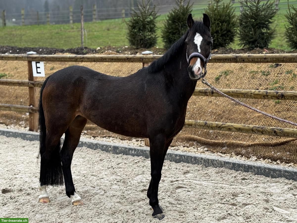 Bild 3: Welsh Stute, herziges Kinderpony, 9-jährig