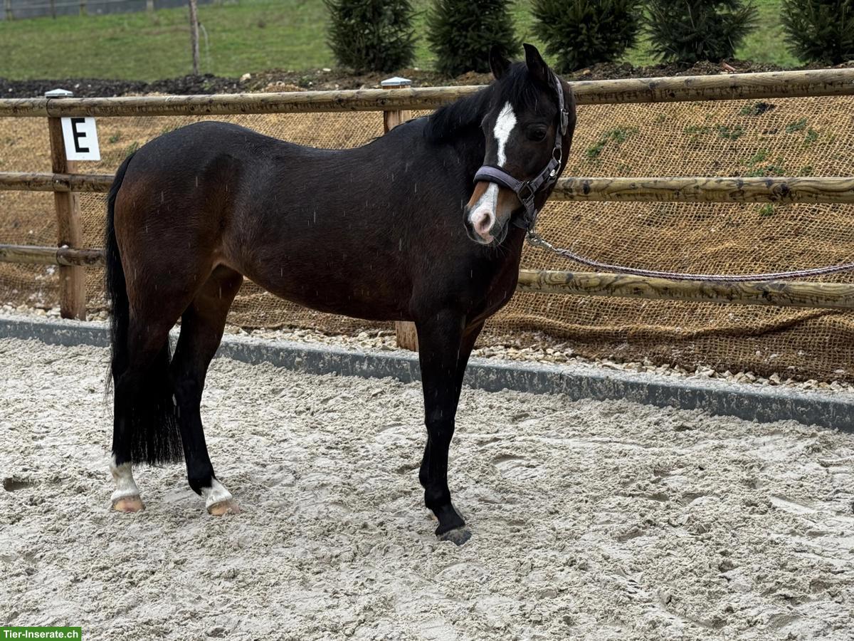 Bild 4: Welsh Stute, herziges Kinderpony, 9-jährig