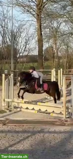 Bild 5: Welsh Stute, herziges Kinderpony, 9-jährig