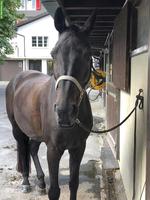 Reitbeteiligung in Emmen LU für Warmblutstute