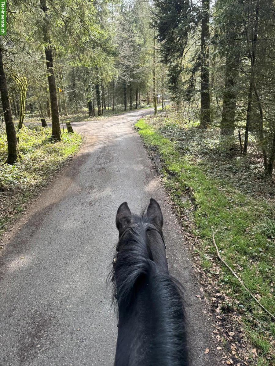 Bild 2: Reitbeteiligung in Emmen LU für Warmblutstute