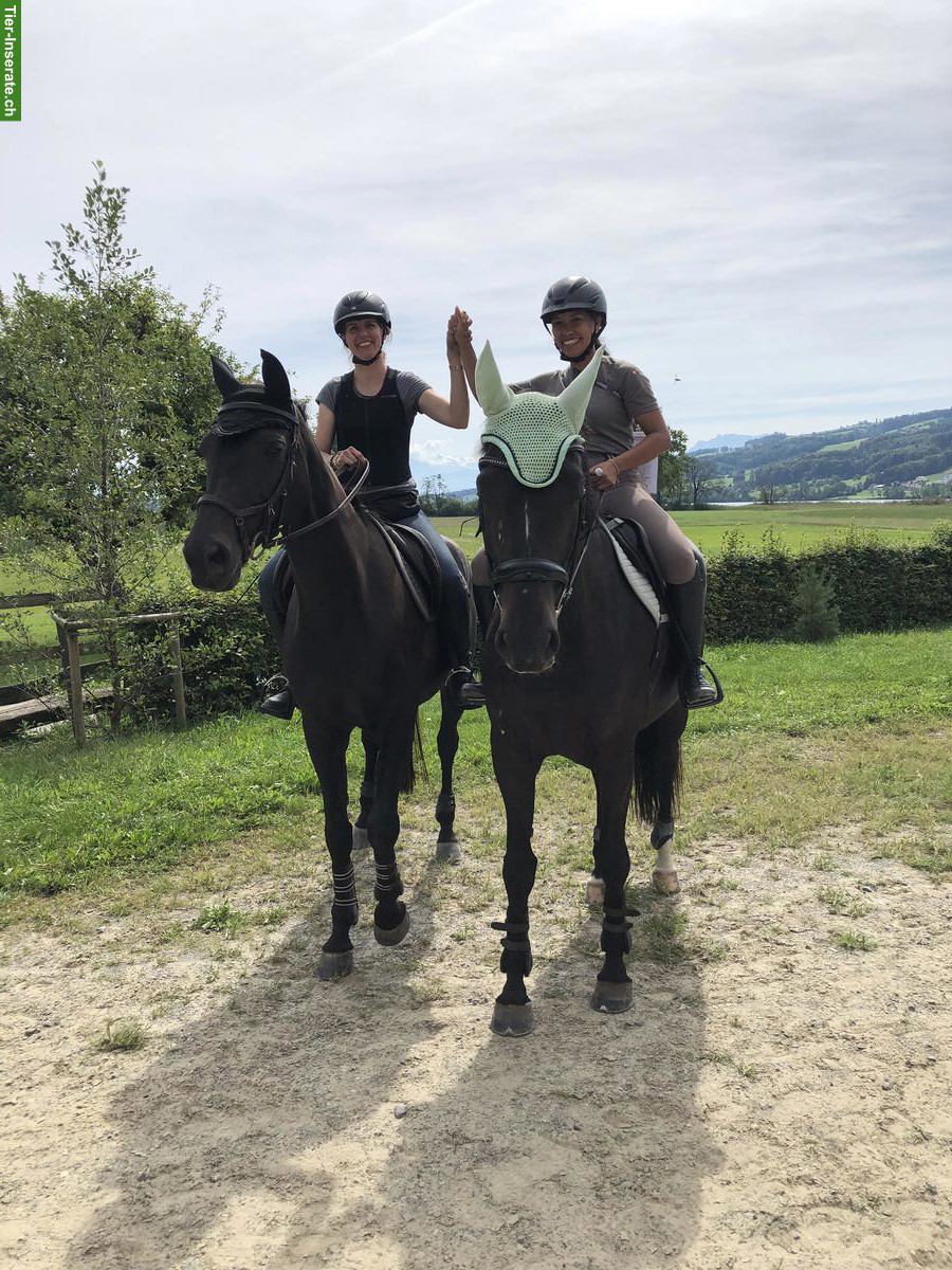 Bild 3: Reitbeteiligung in Emmen LU für Warmblutstute