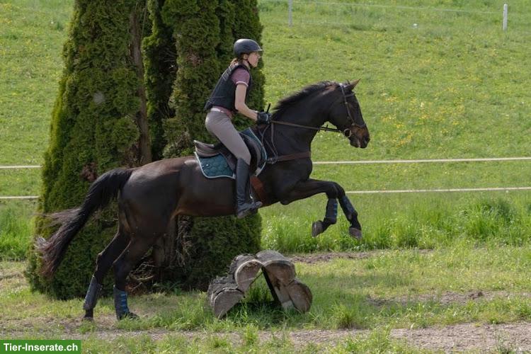 Bild 4: Reitbeteiligung in Emmen LU für Warmblutstute