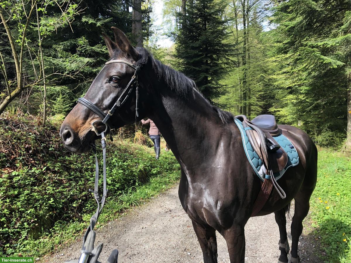 Bild 5: Reitbeteiligung in Emmen LU für Warmblutstute