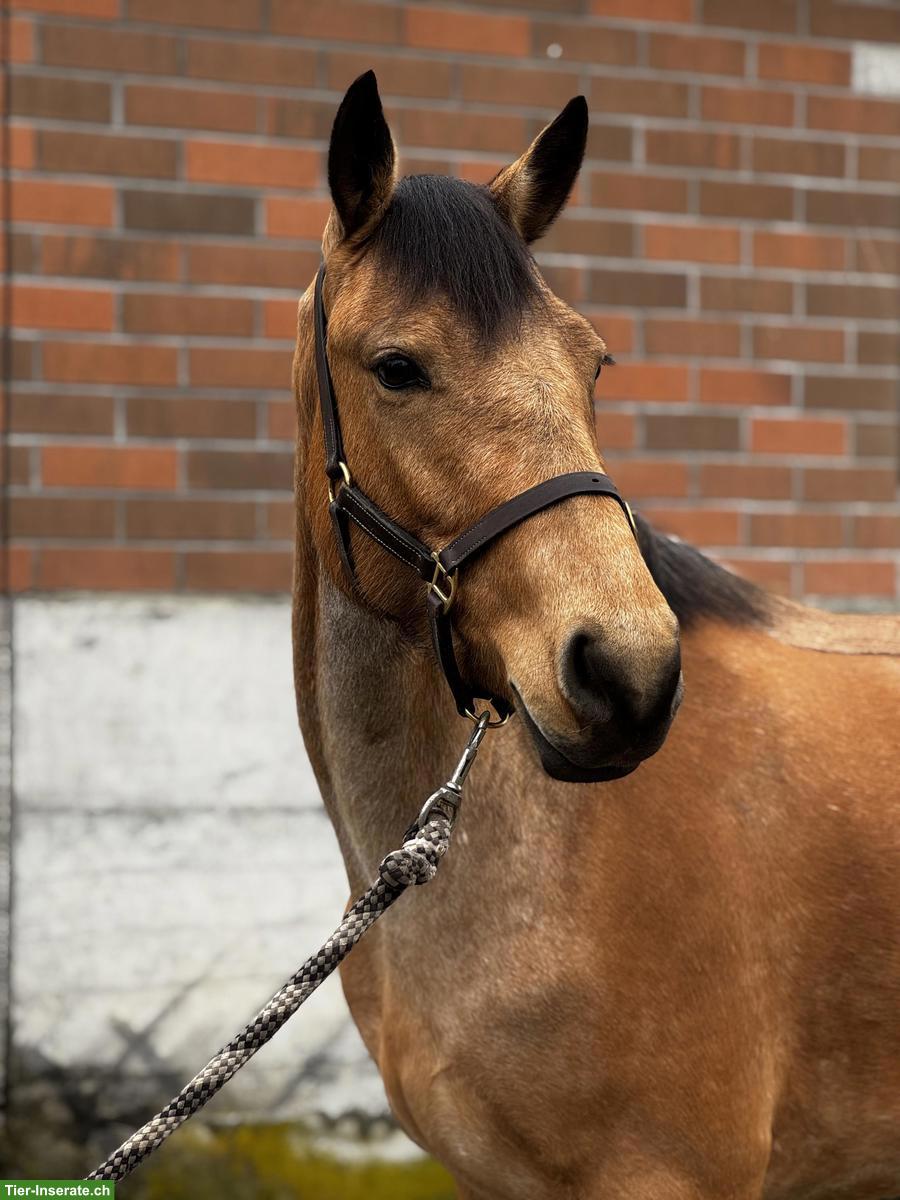 Hübsche grosse Connemara Ponystute