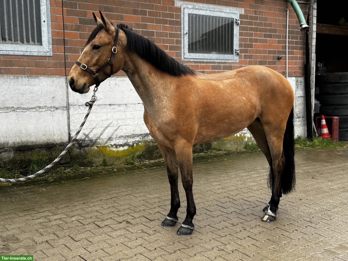 Bild 2: Hübsche grosse Connemara Ponystute