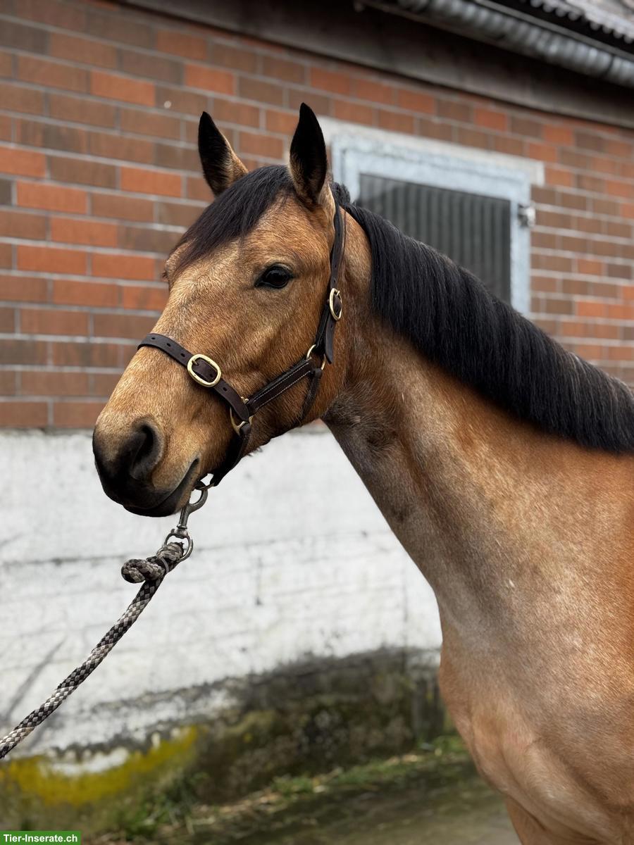 Bild 3: Hübsche grosse Connemara Ponystute