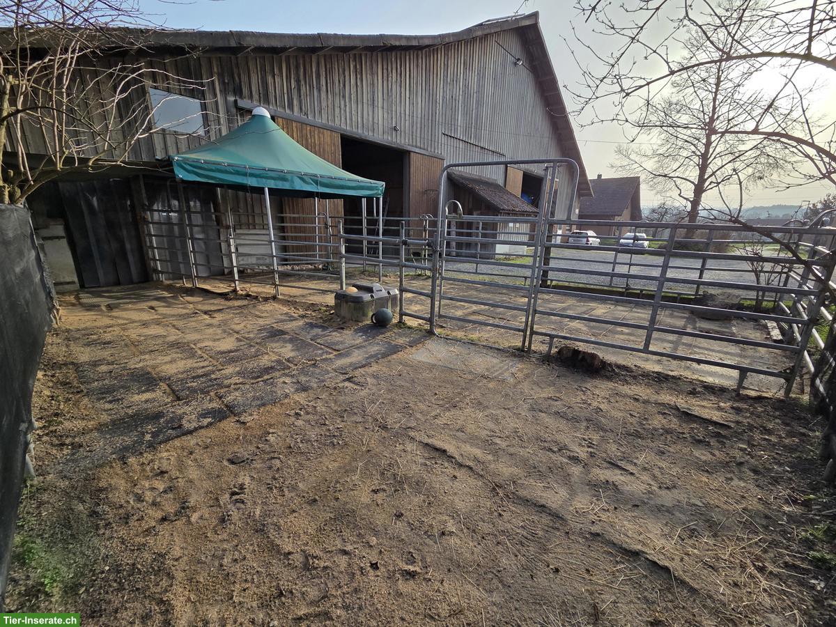 2 Auslaufboxen mit Option für Offenstall in Unterlunkhofen AG